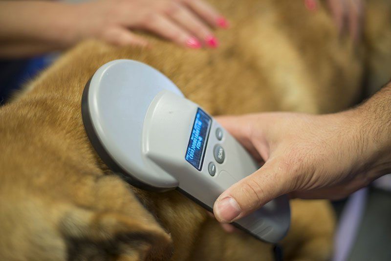 et reading a microchip in a dog