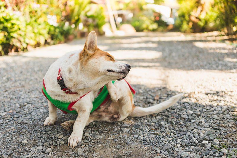 dog with ticks scratching