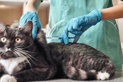 vet injecting syringe into a cat's mane