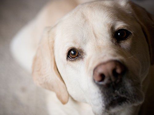 Animal Hospital & Veterinary Clinic Jamestown, Greensboro & High Point, NC