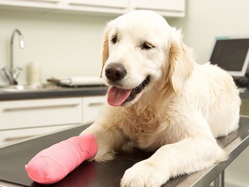 Animal Hospital & Veterinary Clinic Jamestown, Greensboro & High Point, NC