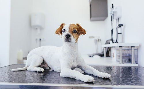 dog on veterinary examination table