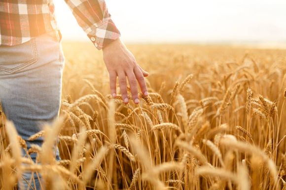 Ragazzo in un campo di grano