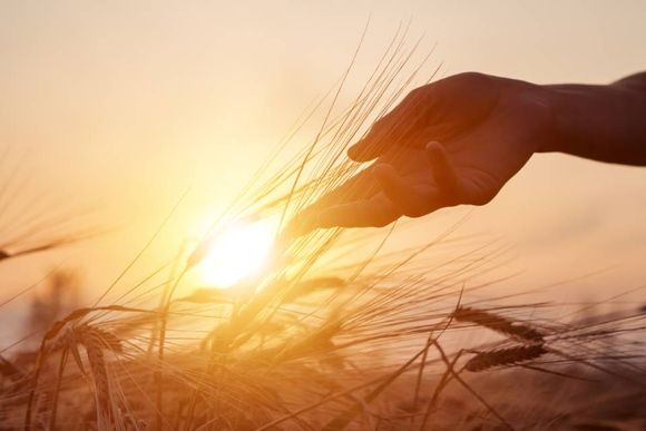mani che accarezzano del grano