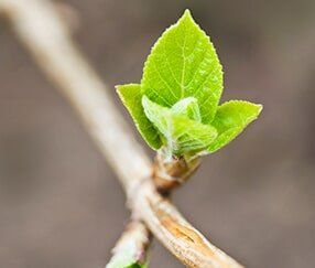 Tree Buds — Seeds/Bulbs in Jacksonville, IL Tree Buds — Seeds/Bulbs in Jacksonville, IL