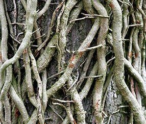 Tree Roots — Tree Services in Jacksonville, IL Tree Roots — Tree Services in Jacksonville, IL