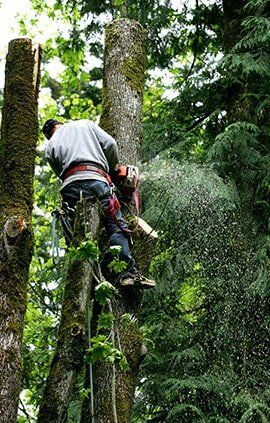 Man Cutting Tree — Landscaping in Jacksonville, IL Man Cutting Tree — Landscaping in Jacksonville, IL