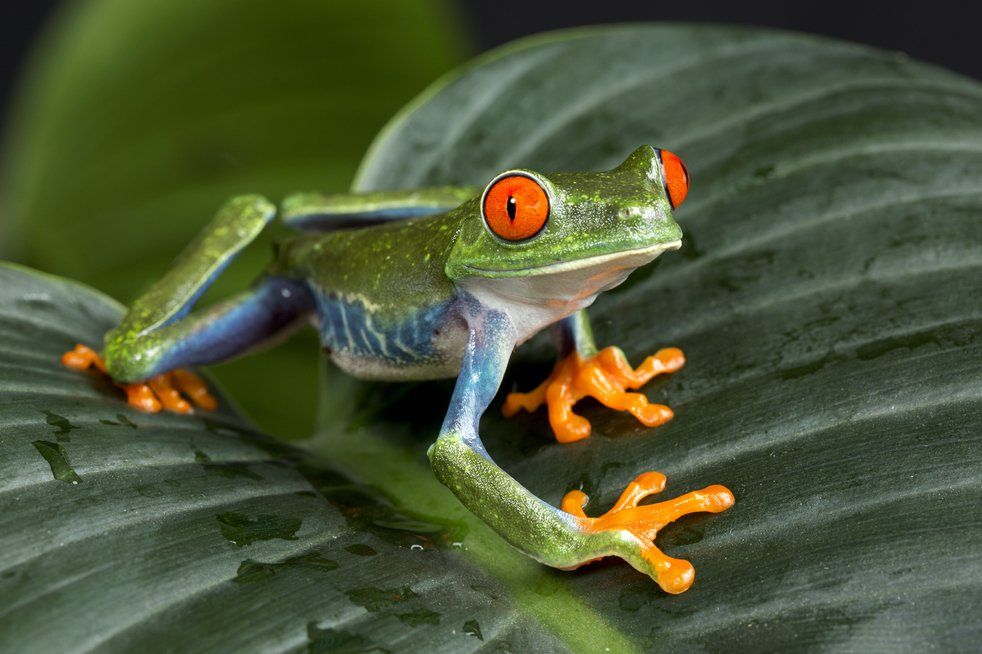 Costa Rica