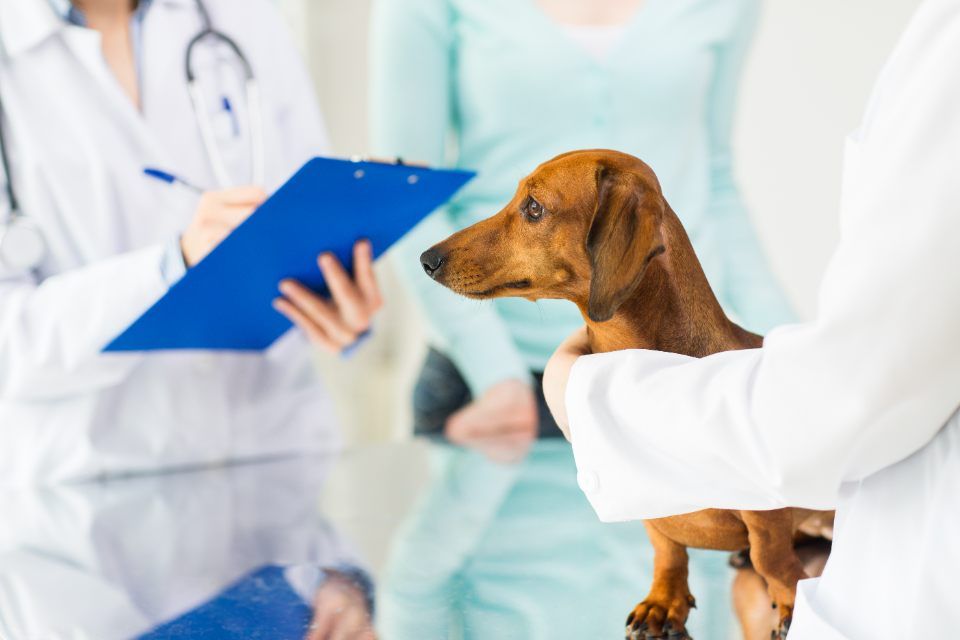 Un Bassotto viene visitato da un veterinario