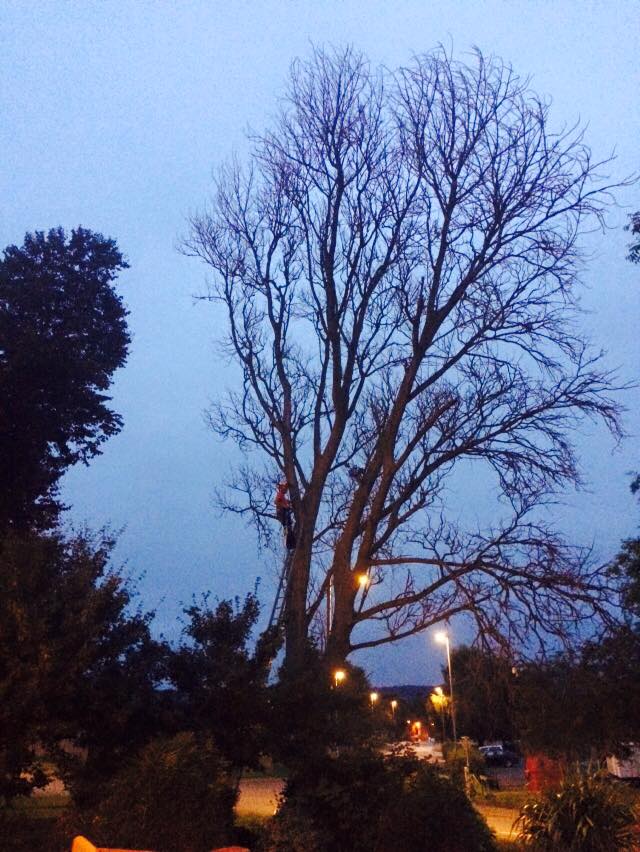 Harris Tree Care Ltd 4