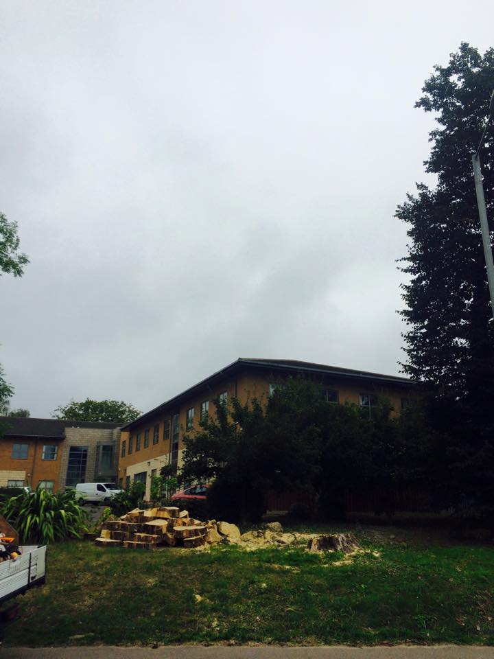 Harris Tree Care Ltd 3