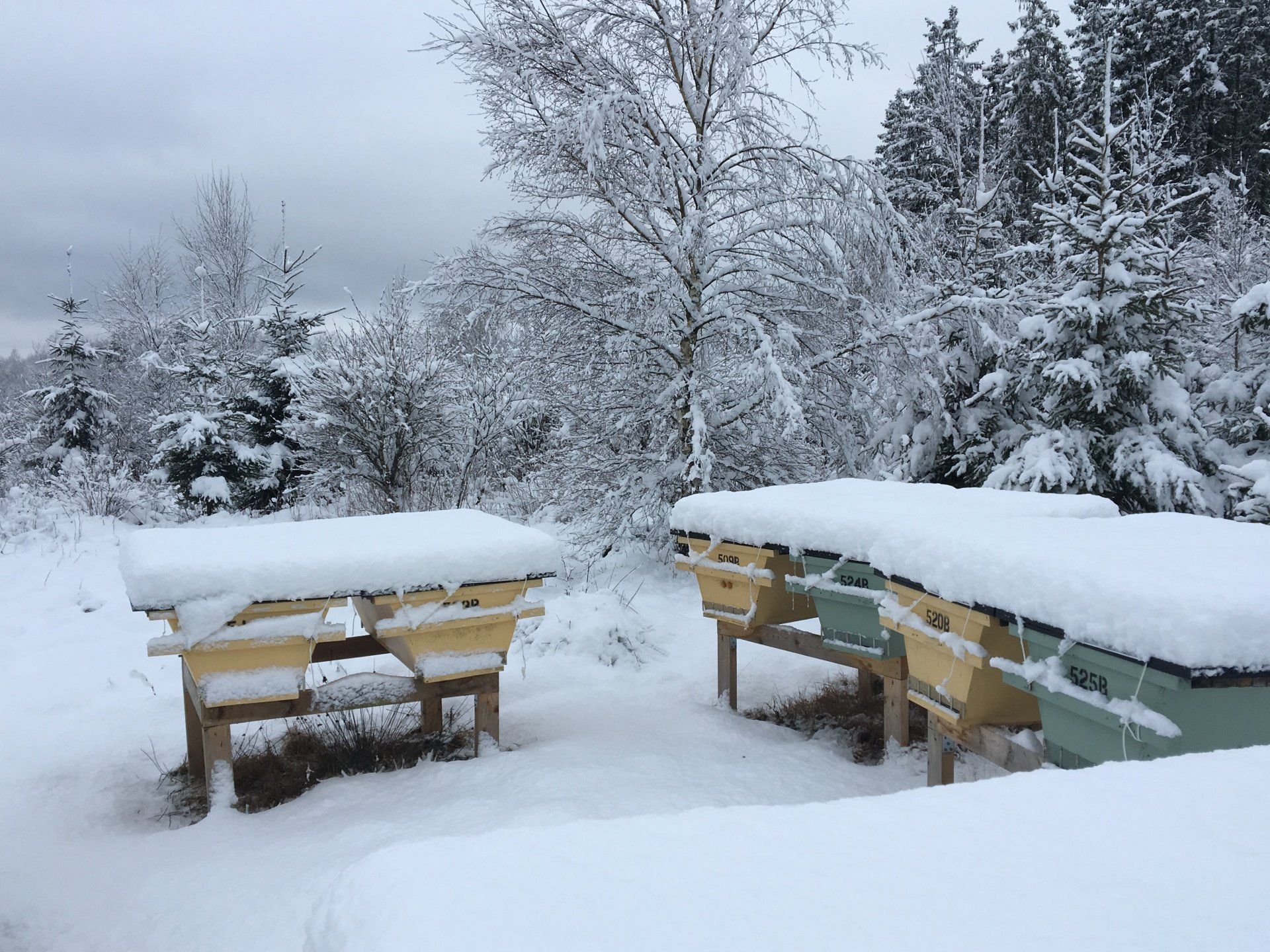 Topplistkupor vinter