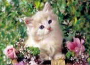 servizi funebri per animali