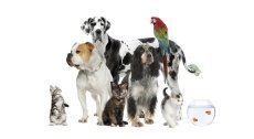 trasporti funebri per animali
