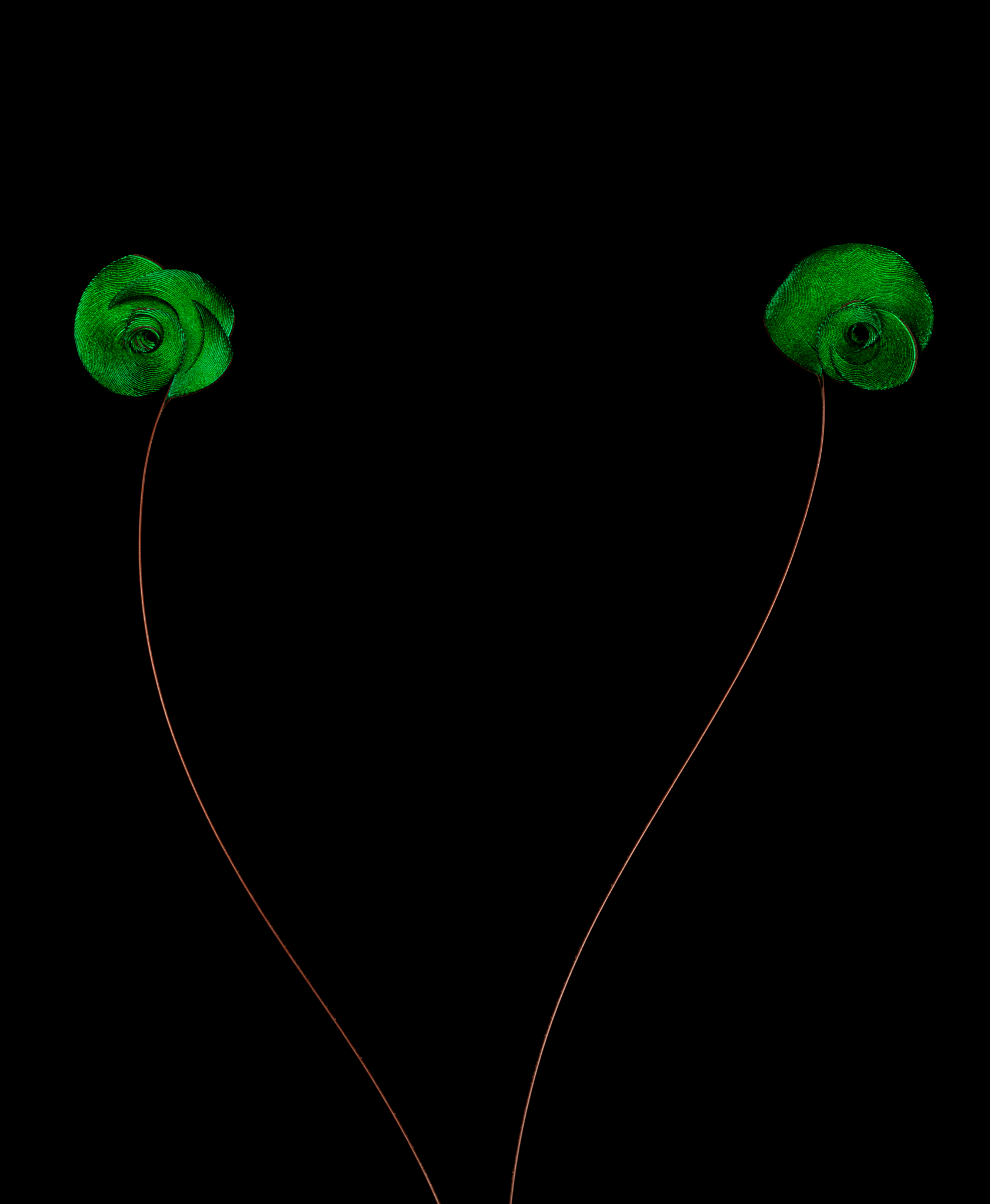 Green tail feathers on the male bird of paradise that look like two roses