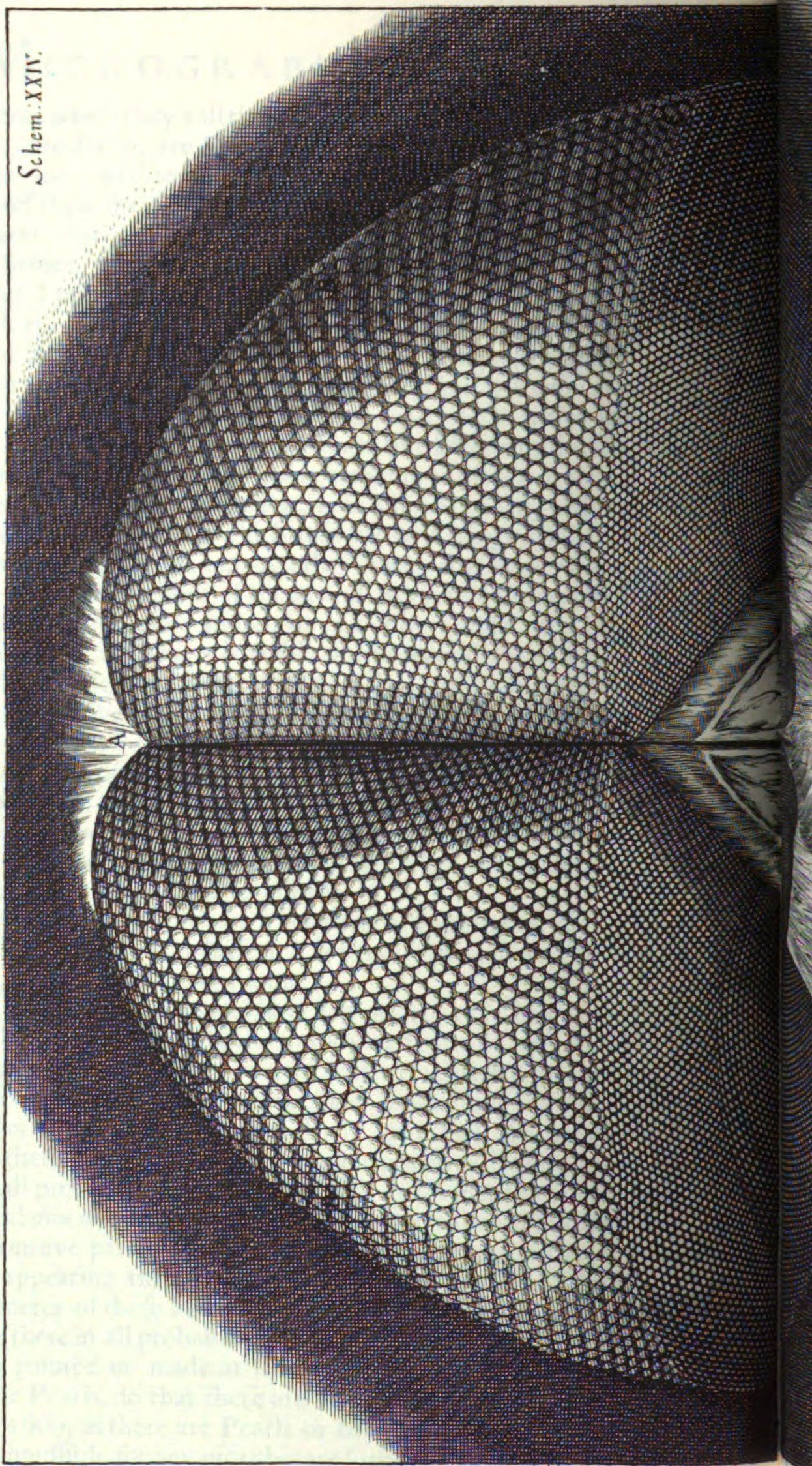 Close up image that shows the hundreds of circles on the eyes of a fly