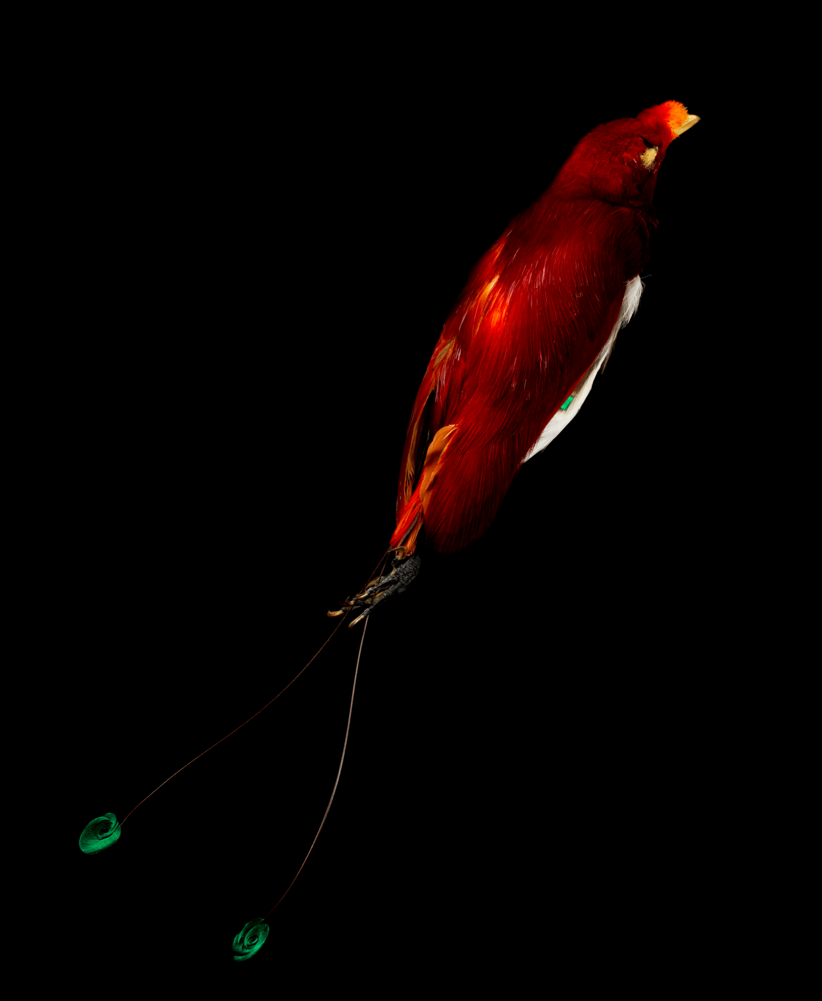 Vivid orange-red male bird of paradise against a black background