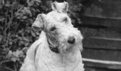 a dog