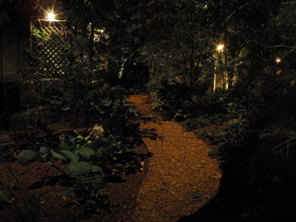 A path in the woods is lit up at night.