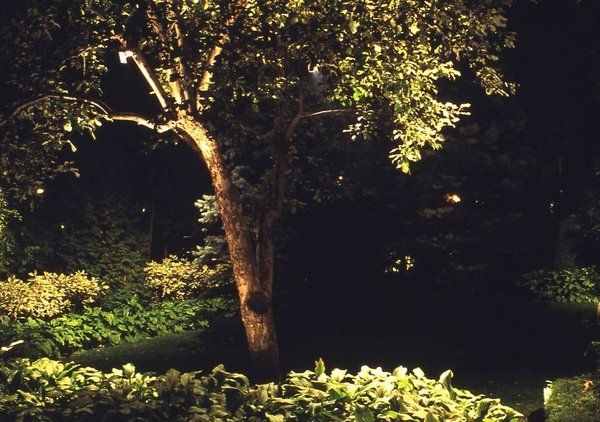 A tree is lit up at night in a dark forest