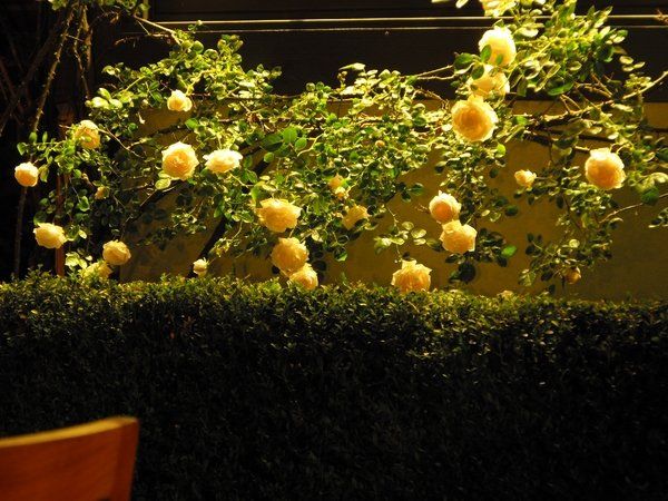 A bush with yellow flowers and green leaves