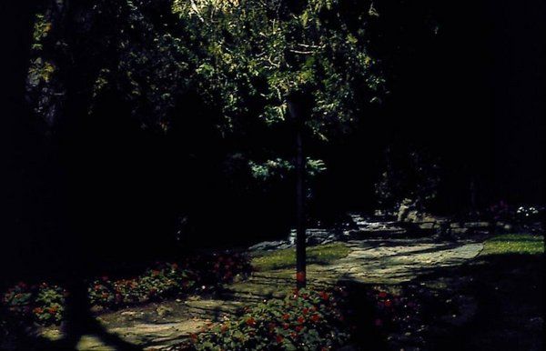 A dark forest with trees and flowers in the foreground and a path in the background.