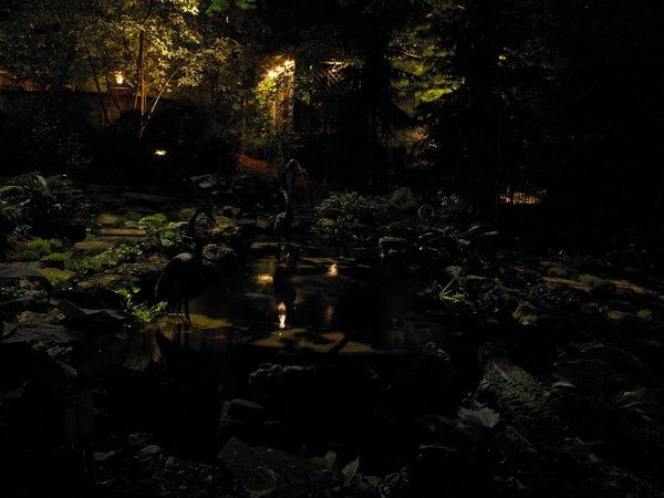 A pond is lit up at night in a dark forest.