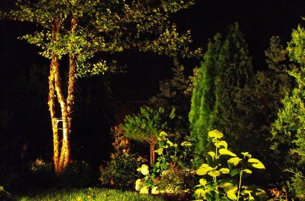 A tree is lit up at night in a garden.