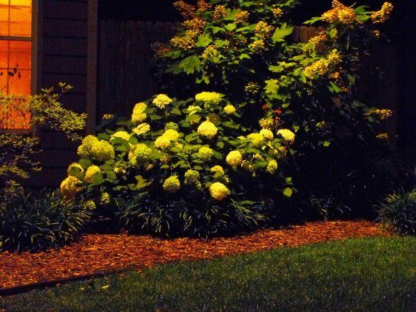 A bush with white flowers is lit up at night