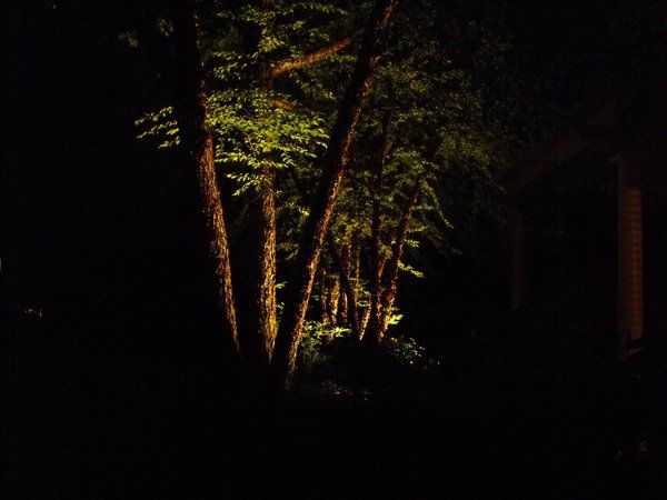 A row of trees are lit up at night in a dark forest.
