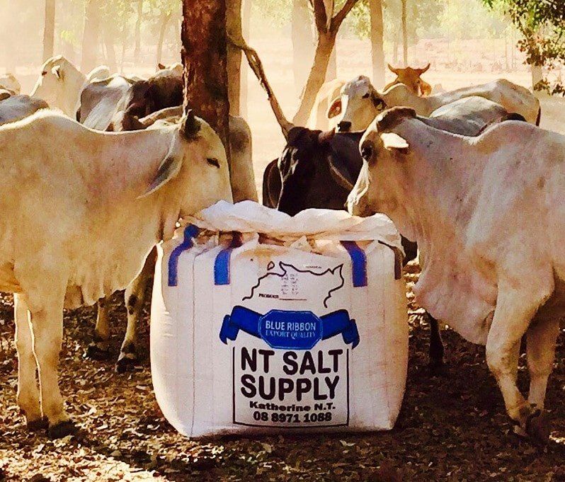 A bag of nt salt supply is surrounded by cows