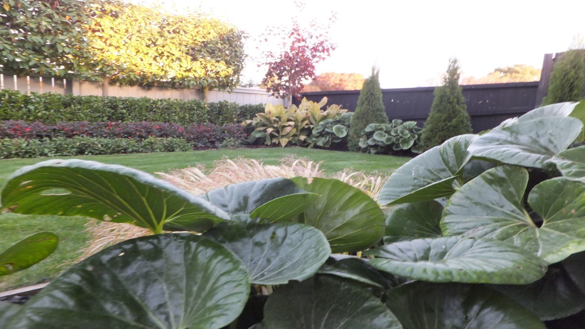 Ligularia Reniformis - Tractor Seat Plant - EPIC Landscape Design