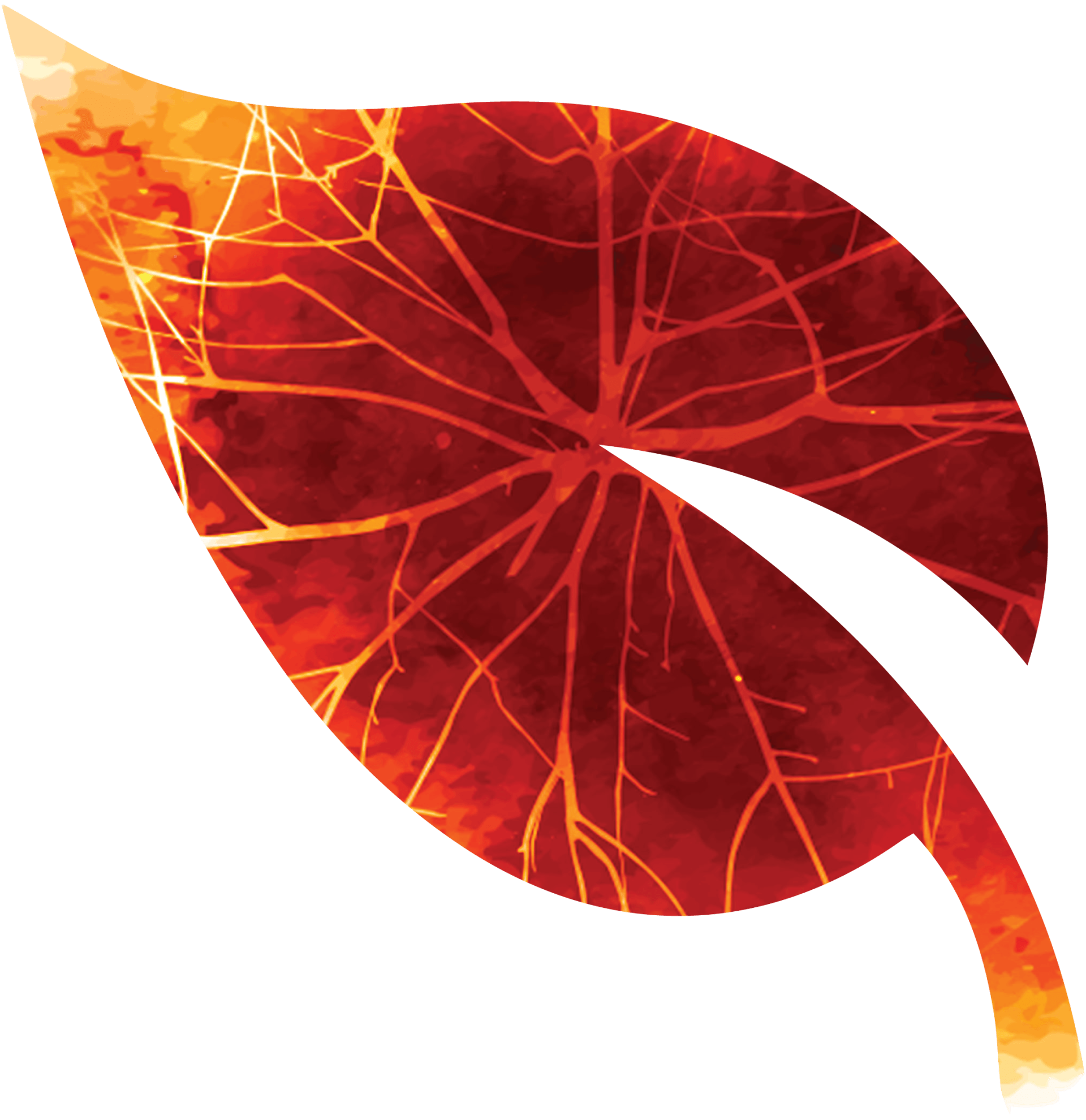 A red and orange leaf on a white background