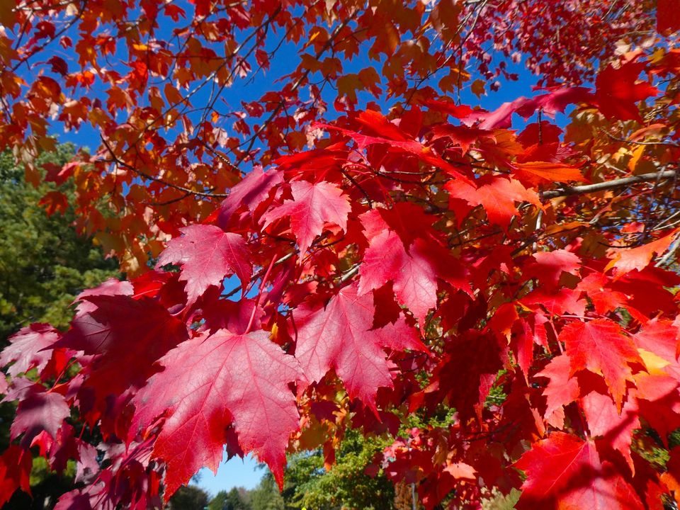 Acer- Autumn glory - EPIC Landscape Design Christchurch