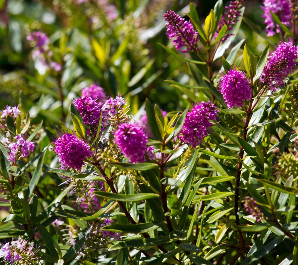 Autumn Glory - EPIC Landscape Design Christchurch