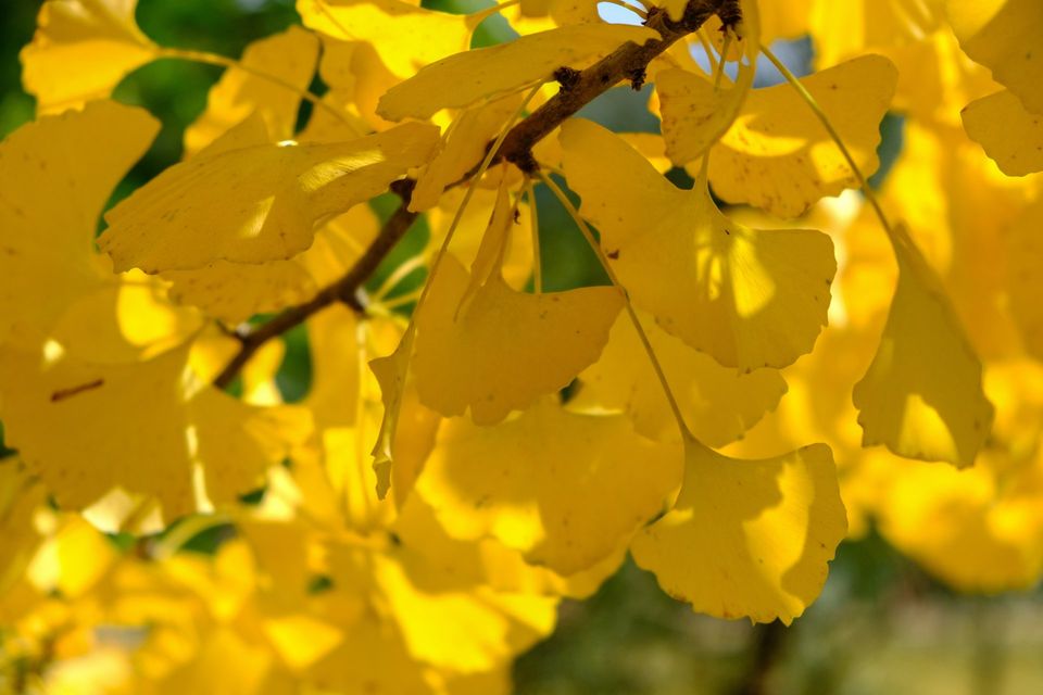 Autumn Gold - - EPIC Landscape Design Christchurch