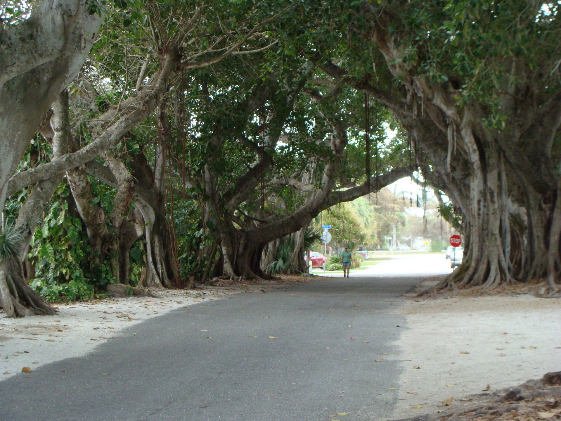 A tree lined street with a stop sign in the background