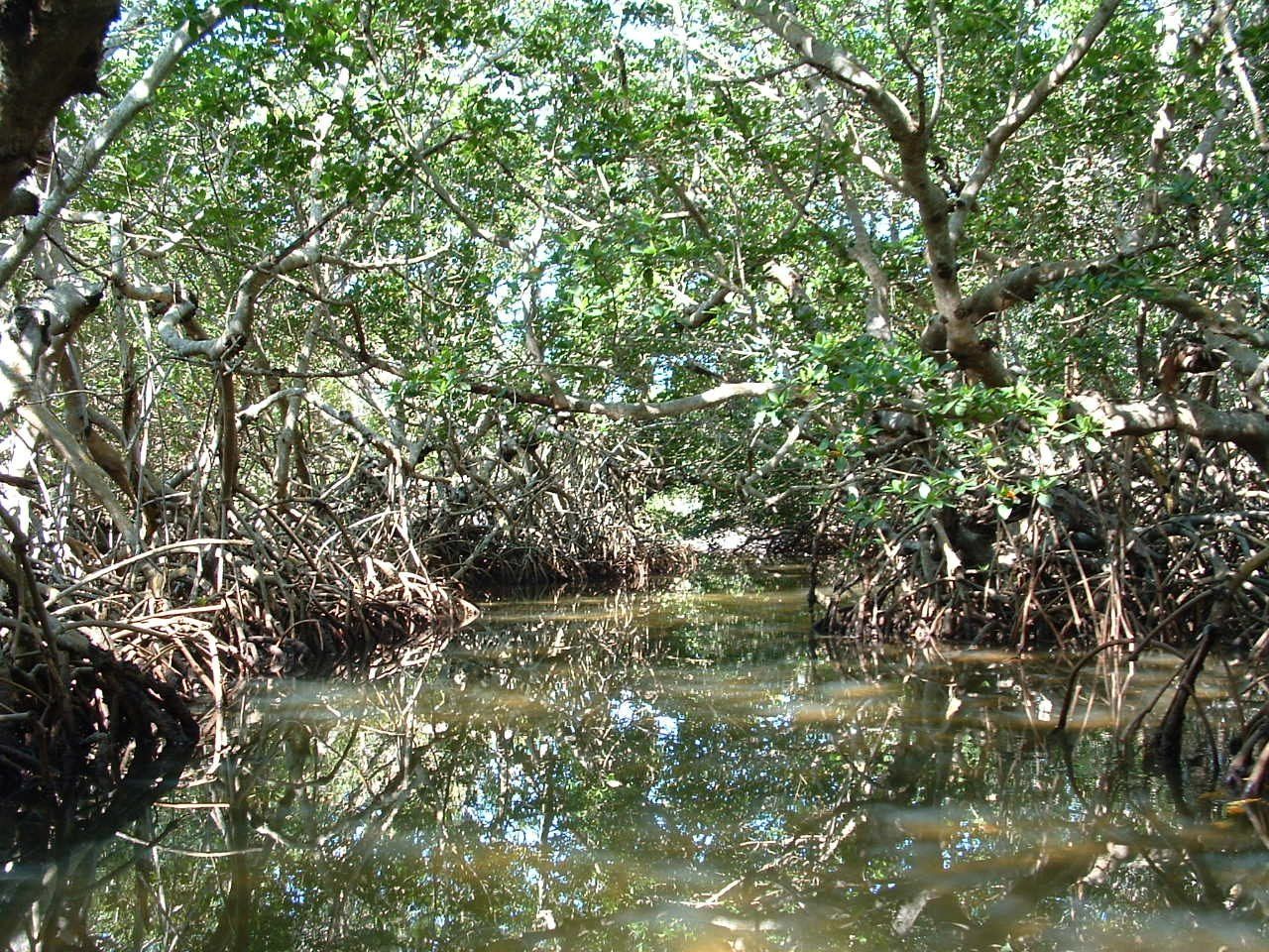 A mangrove forest filled with lots of trees and water