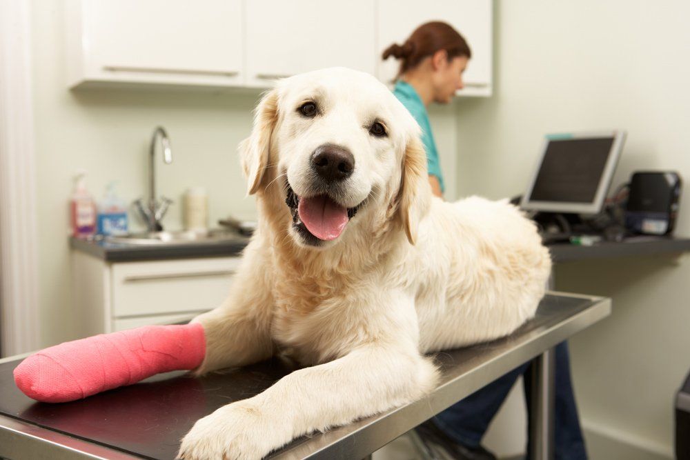 Dog On Exam Table With Pink Tape On Paw — Snellville, GA — Brookwood Animal Hospital
