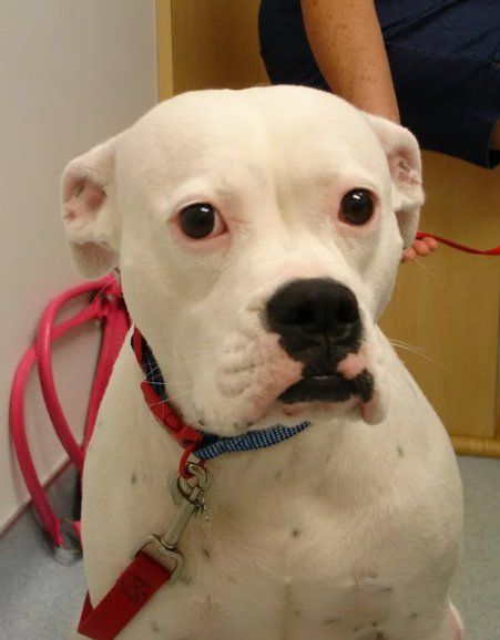 White Dog Closed Up — Snellville, GA — Brookwood Animal Hospital