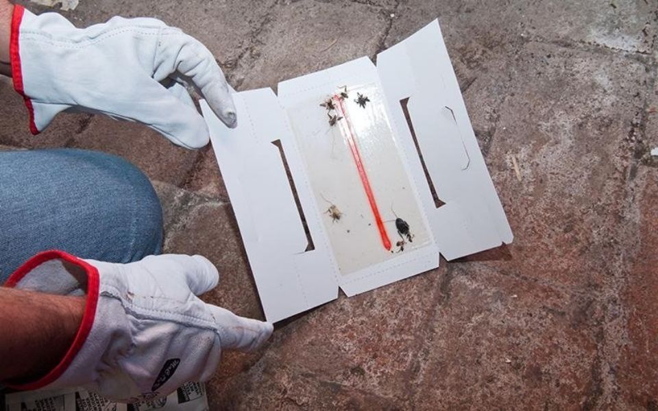 Apertura di trappola per disinfestazione da insetti e roditori a Bologna
