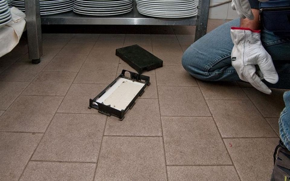 Posa di trappole per disinfestazione da insetti e roditori a Bologna