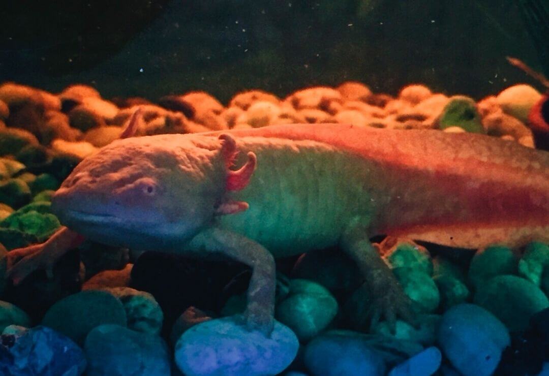 axolotl at the bottom of aquarium resting on dark rocks