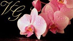 Um close de uma orquídea rosa com gotas de água sobre um fundo preto.