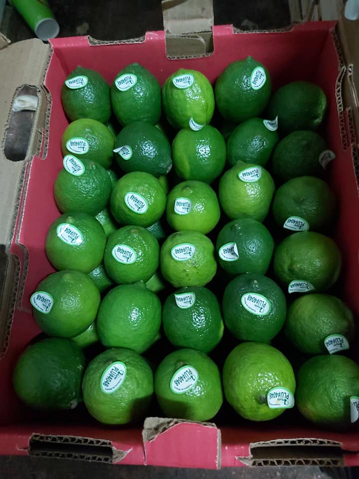 cassetta di lime