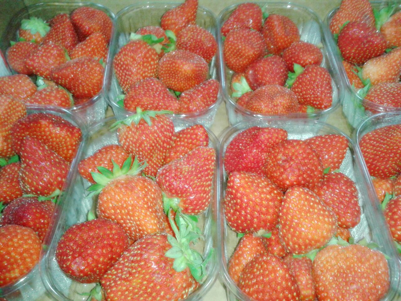 fragole