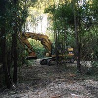 Trinciatura bosco 3