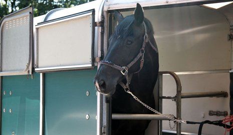 black horse