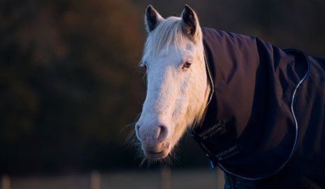 white horse