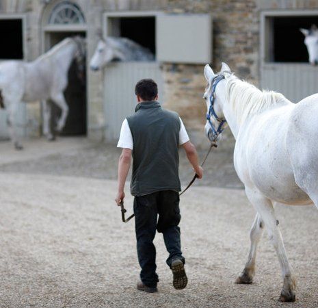 several white horses